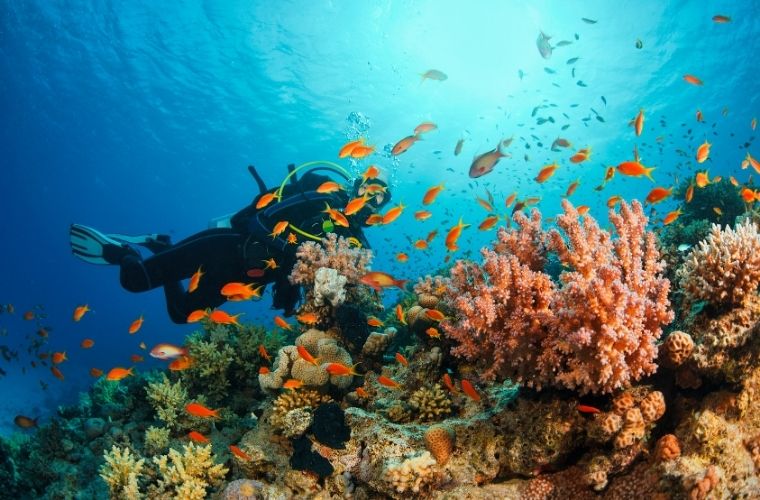 Tiran Adası ve Jackson Reef'te yapılan dalış deneyiminden renkli su altı dünyası.