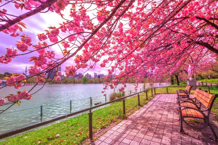 Ueno Parkı'nın havadan görünümü