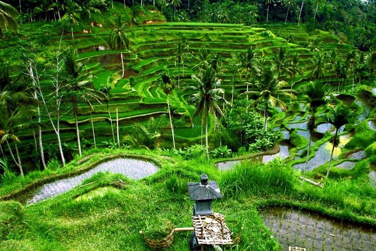 Bali’de görülmesi gereken doğal ve tarihi alanlar
